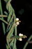 Cassytha filiformis