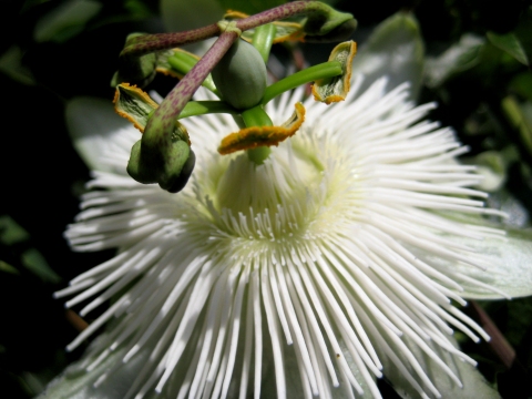 Passiflora eichleriana