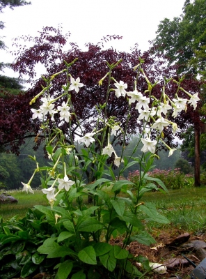 Nicotiana alata