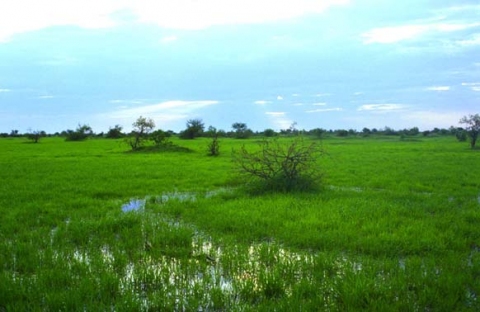 Panicum laetum