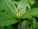 Sarcandra glabra