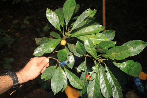 Uapaca acuminata