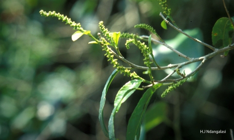 Shirakiopsis elliptica