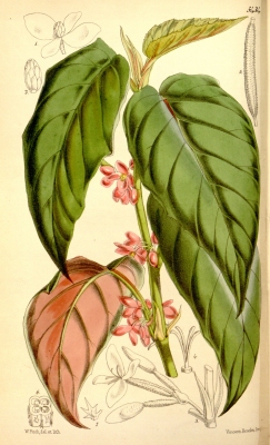 Begonia mannii