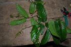 Banara guianensis