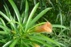 Thevetia peruviana
