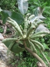 Uvariodendron gorgonis