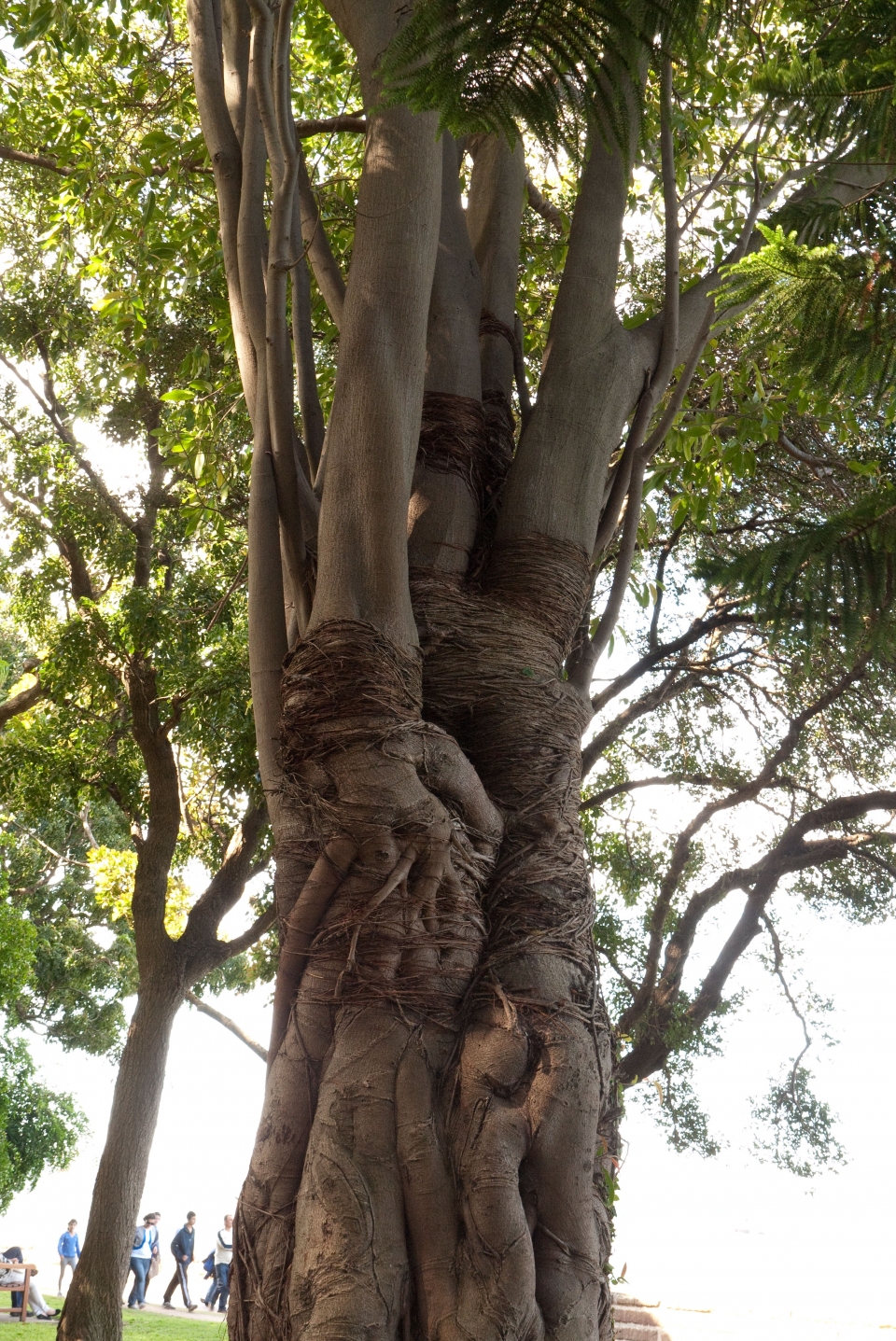 Coussapoa microcarpa