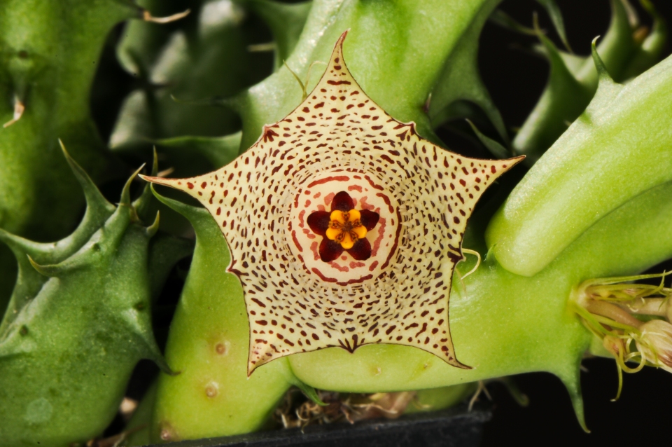 Huernia concinna