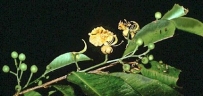 Swartzia simplex
