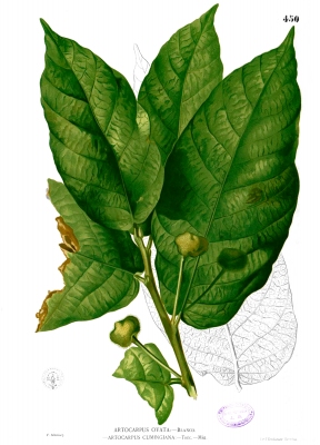 Artocarpus ovatus