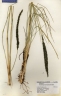 Muhlenbergia macroura
