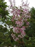 Lagerstroemia floribunda