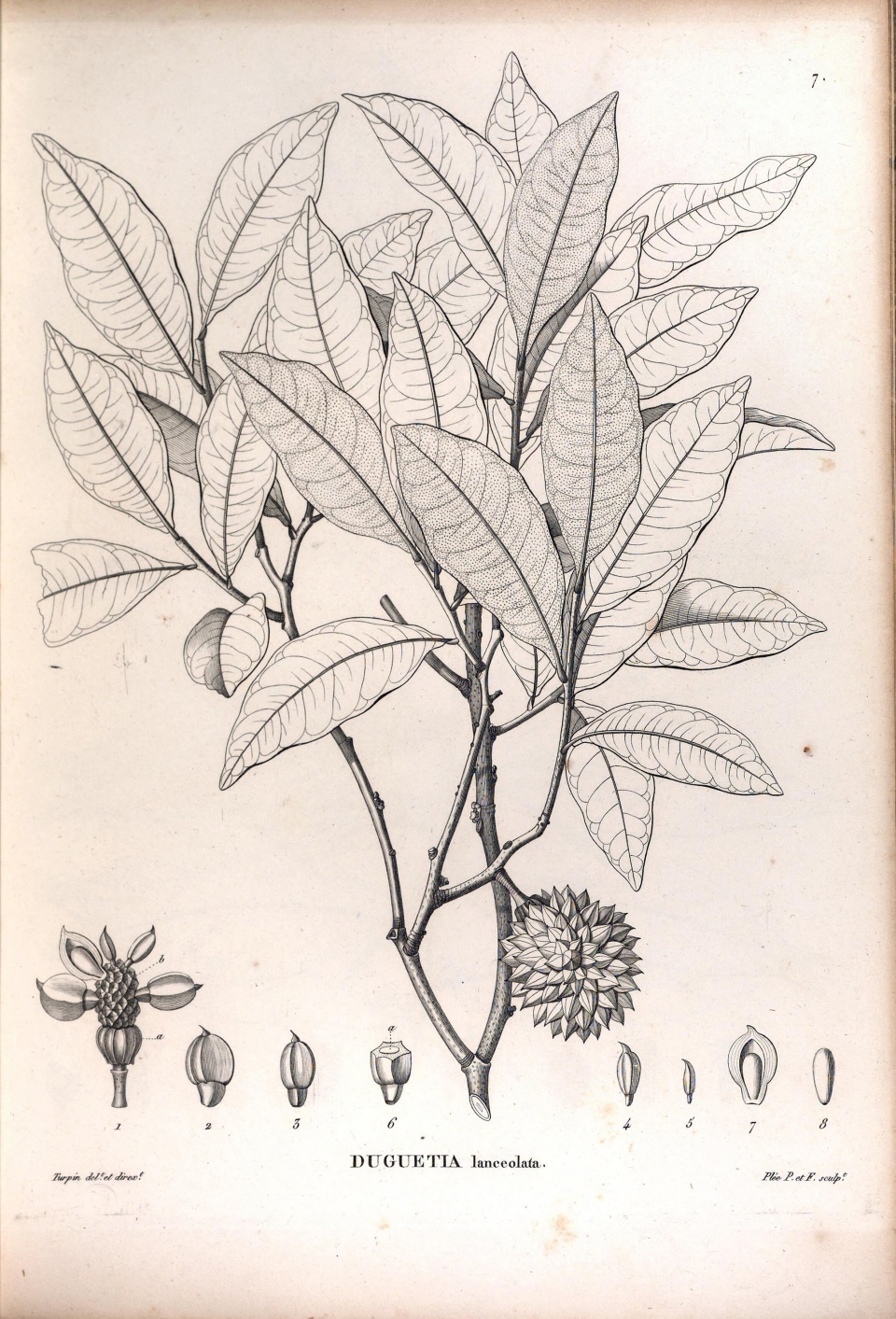 Duguetia lanceolata