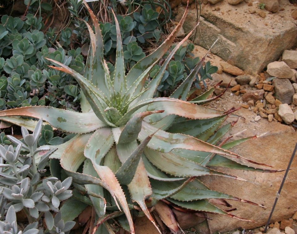 Aloe hereroensis