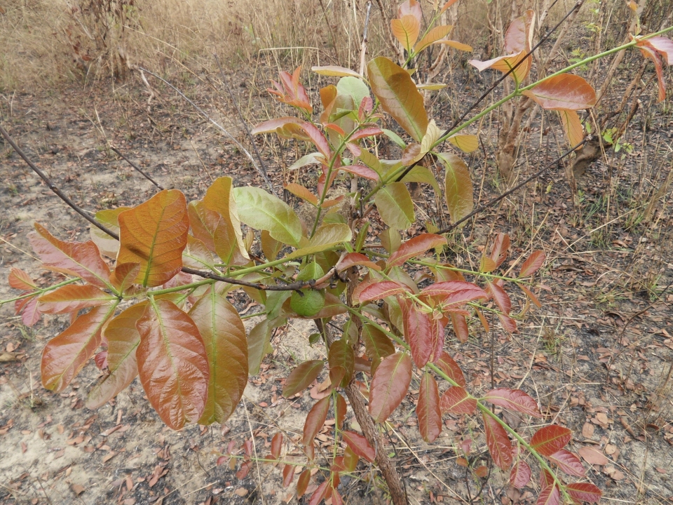 Combretum psidioides