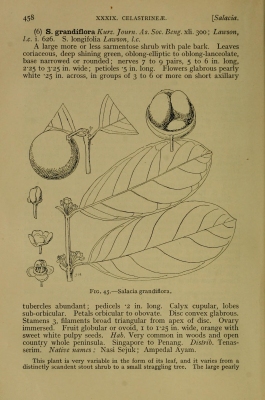 Salacia grandiflora