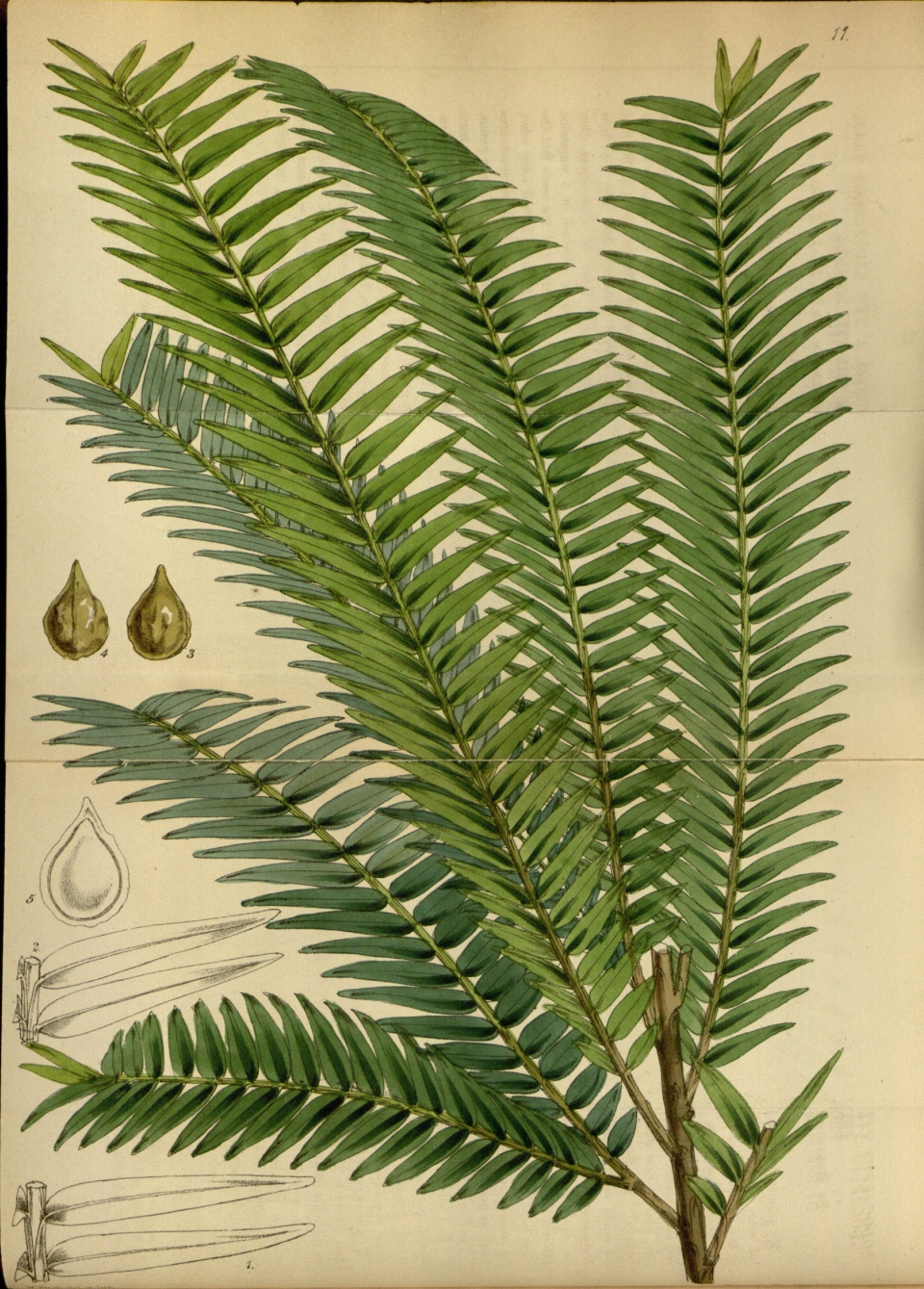 Retrophyllum vitiense