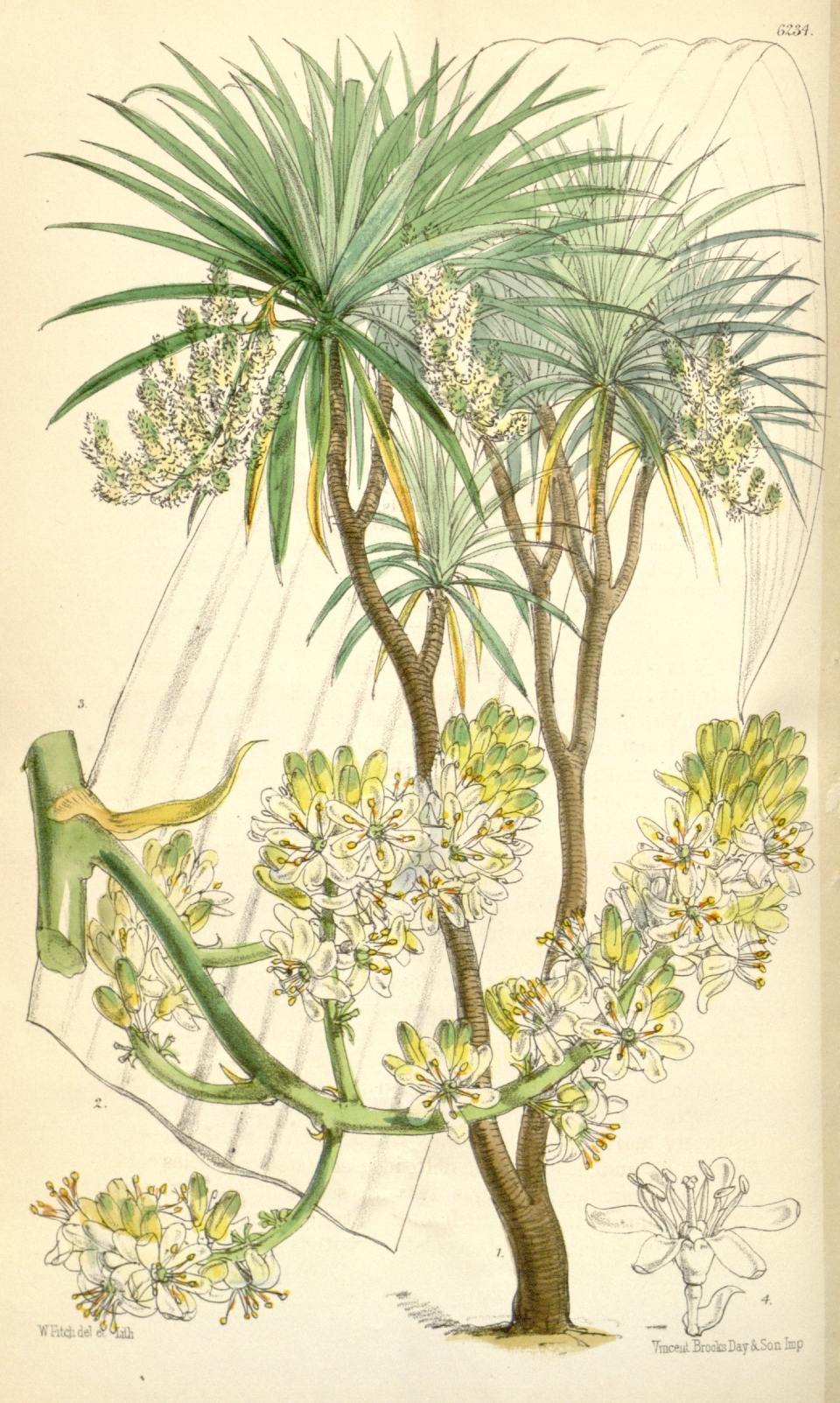 Dracaena cochinchinensis