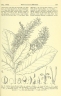 Helicia robusta