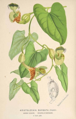 Aristolochia rugosa