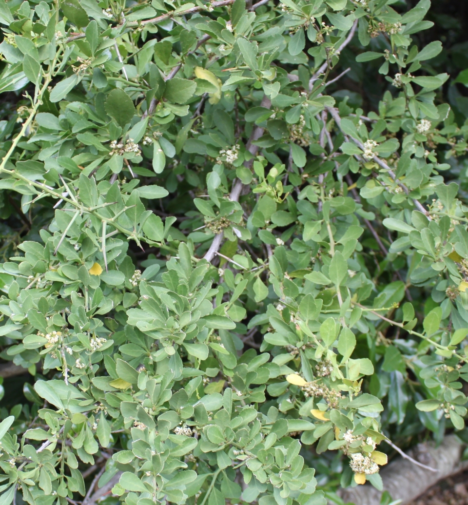 Gymnosporia heterophylla