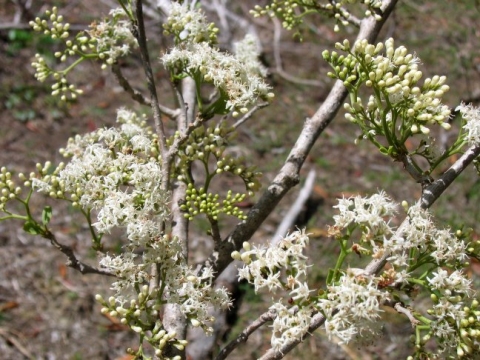 Ehretia obtusifolia