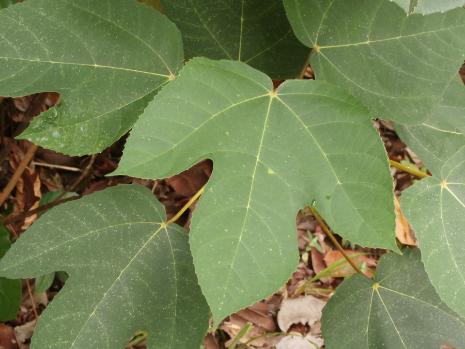 Ficus grossularioides