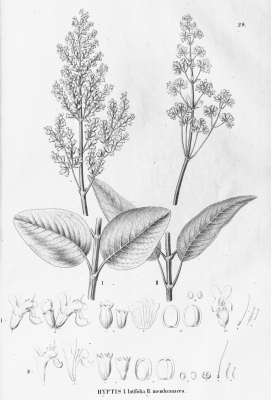 Hyptidendron asperrimum