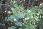 Jacquemontia tamnifolia