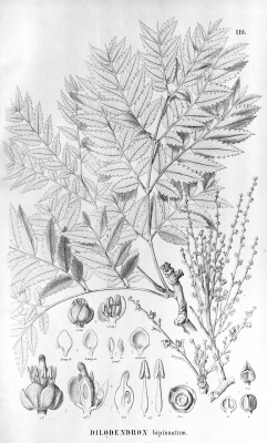 Dilodendron bipinnatum