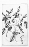 Gnetum parvifolium