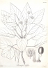 Elaeocarpus bifidus