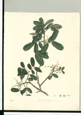 Zanthoxylum rigidum