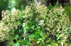 Syzygium wesa