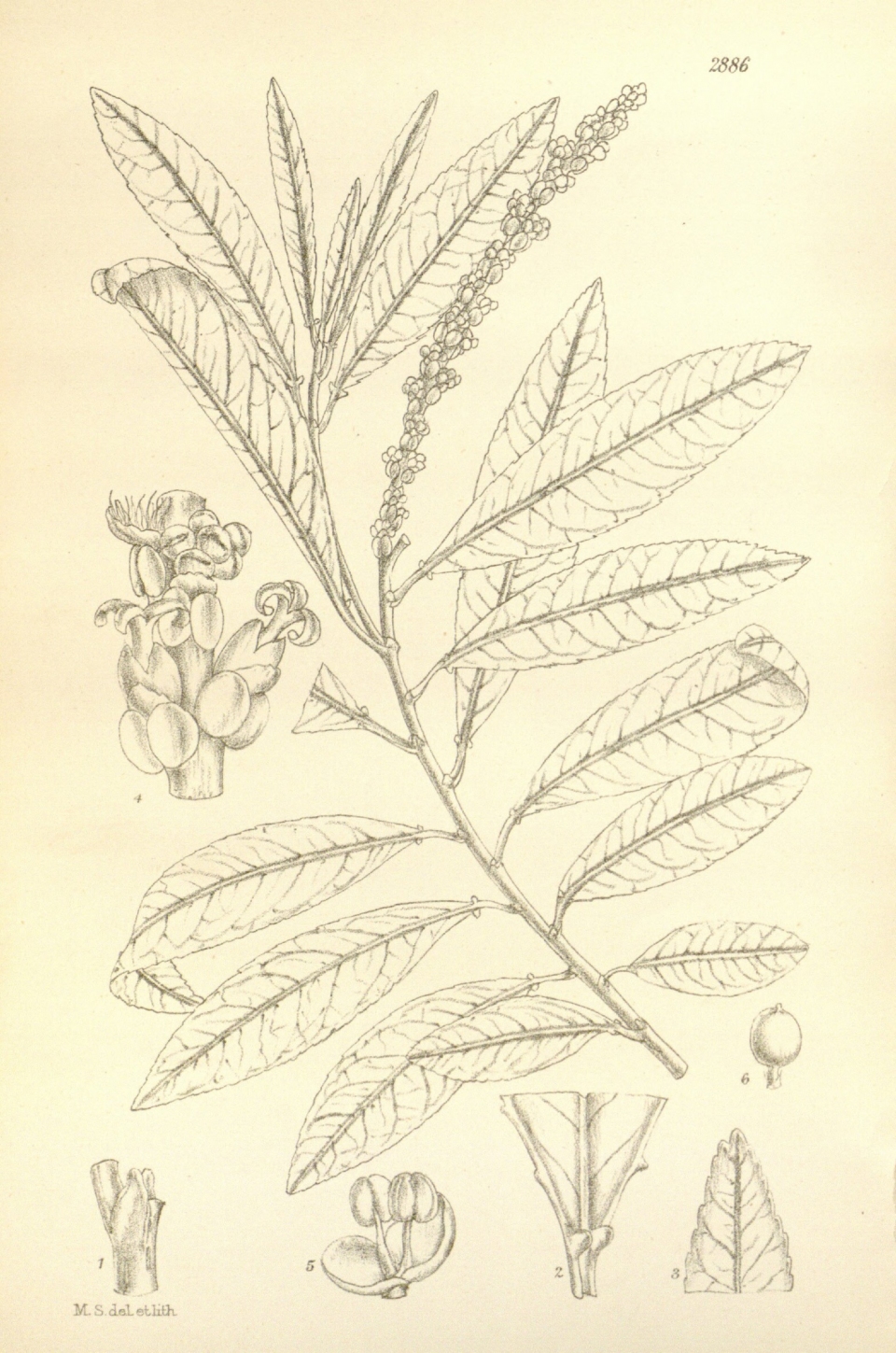 Sapium haematospermum