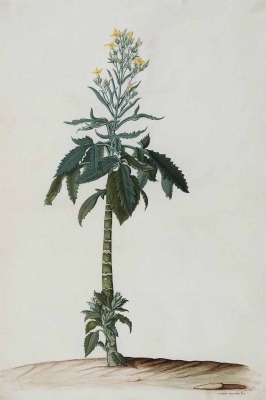 Kalanchoe ceratophylla