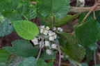 Urera aurantiaca