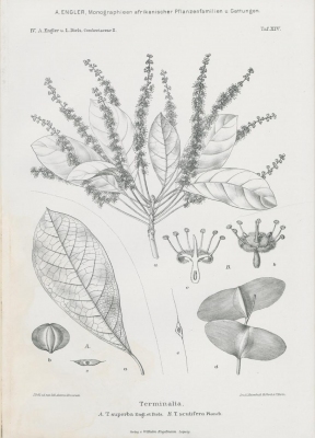 Terminalia scutifera