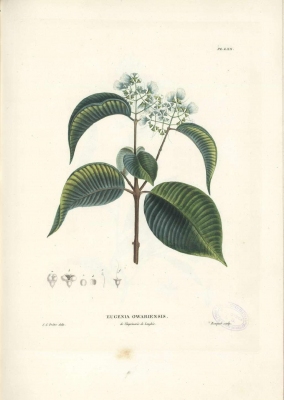 Syzygium owariense