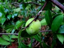 Willughbeia angustifolia