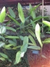 Heliconia schiedeana
