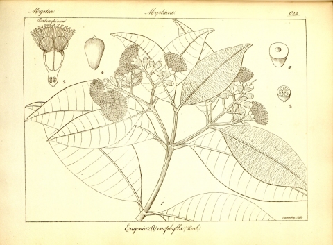 Syzygium inophyllum