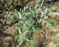 Artemisia afra