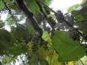 Macaranga saccifera