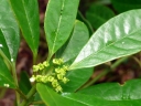 Euphorbia tetraptera