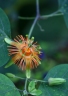 Passiflora jorullensis