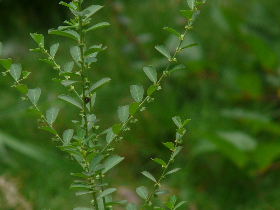 Phyllanthus maderaspatensis