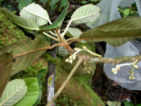 Elaeocarpus finisterrae