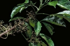 Melicope vitiflora